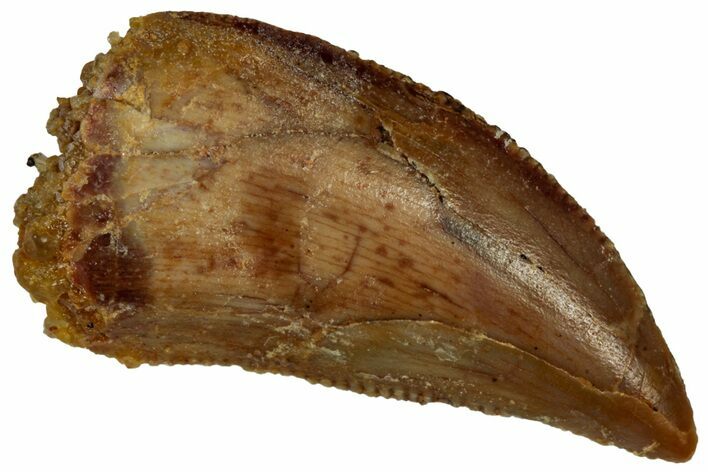 Serrated Raptor Tooth - Real Dinosaur Tooth #297760